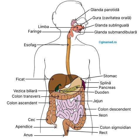 diagramă care prezintă sistemul digestiv uman și punctele comune de apariție a sângerării rectale (hemoroizi, fisuri, polipi, diverticuli, inflamații)