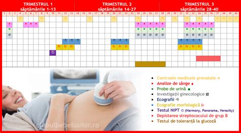 Calendar ilustrând săptămânile de sarcină și perioada concediului prenatal.